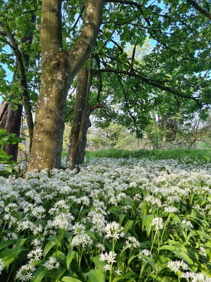 A white carpet of wild garlic in the woods