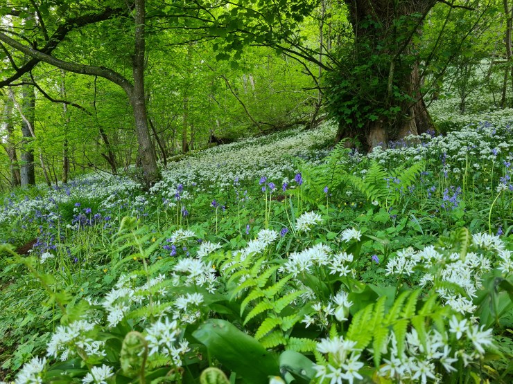 Wild garlic, bluebells, fern and trees