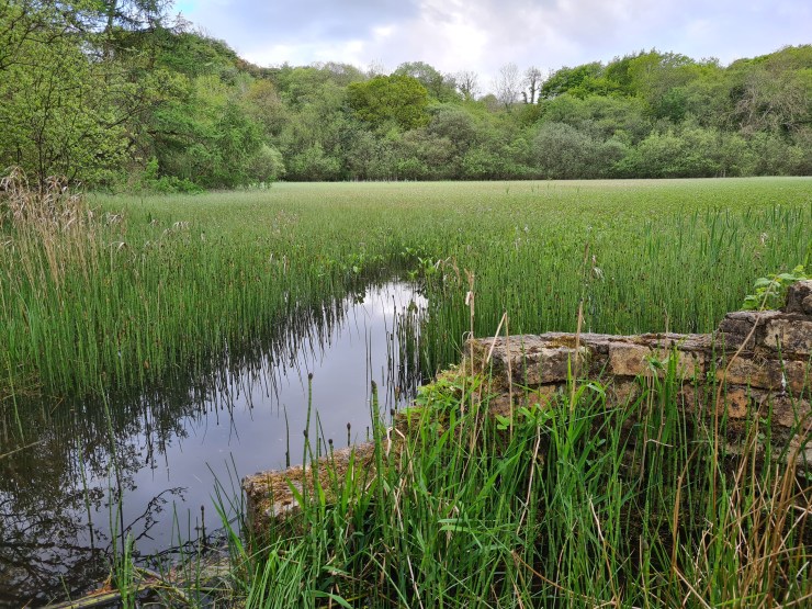 An old loch that's filled with reeds