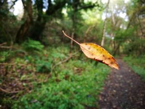 Autumn yellow leaf floating in the middle of a woodland path