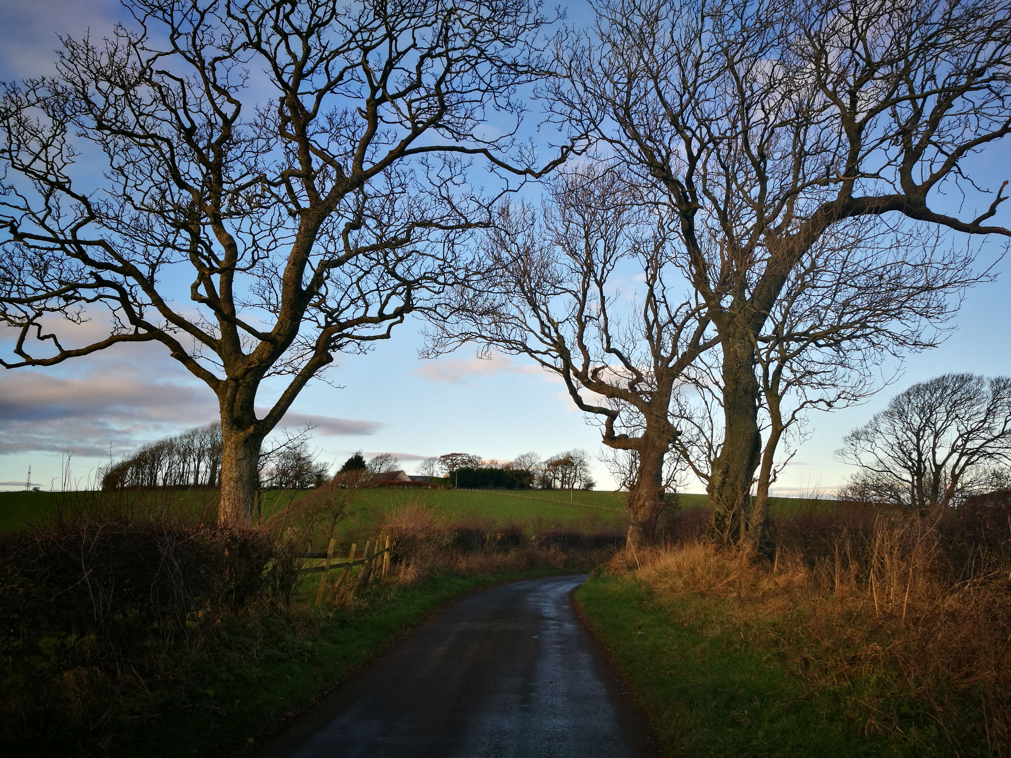 Road and trees