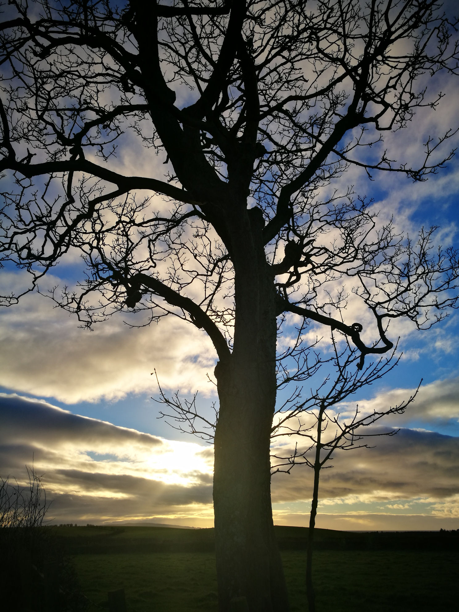 Sunset and tree