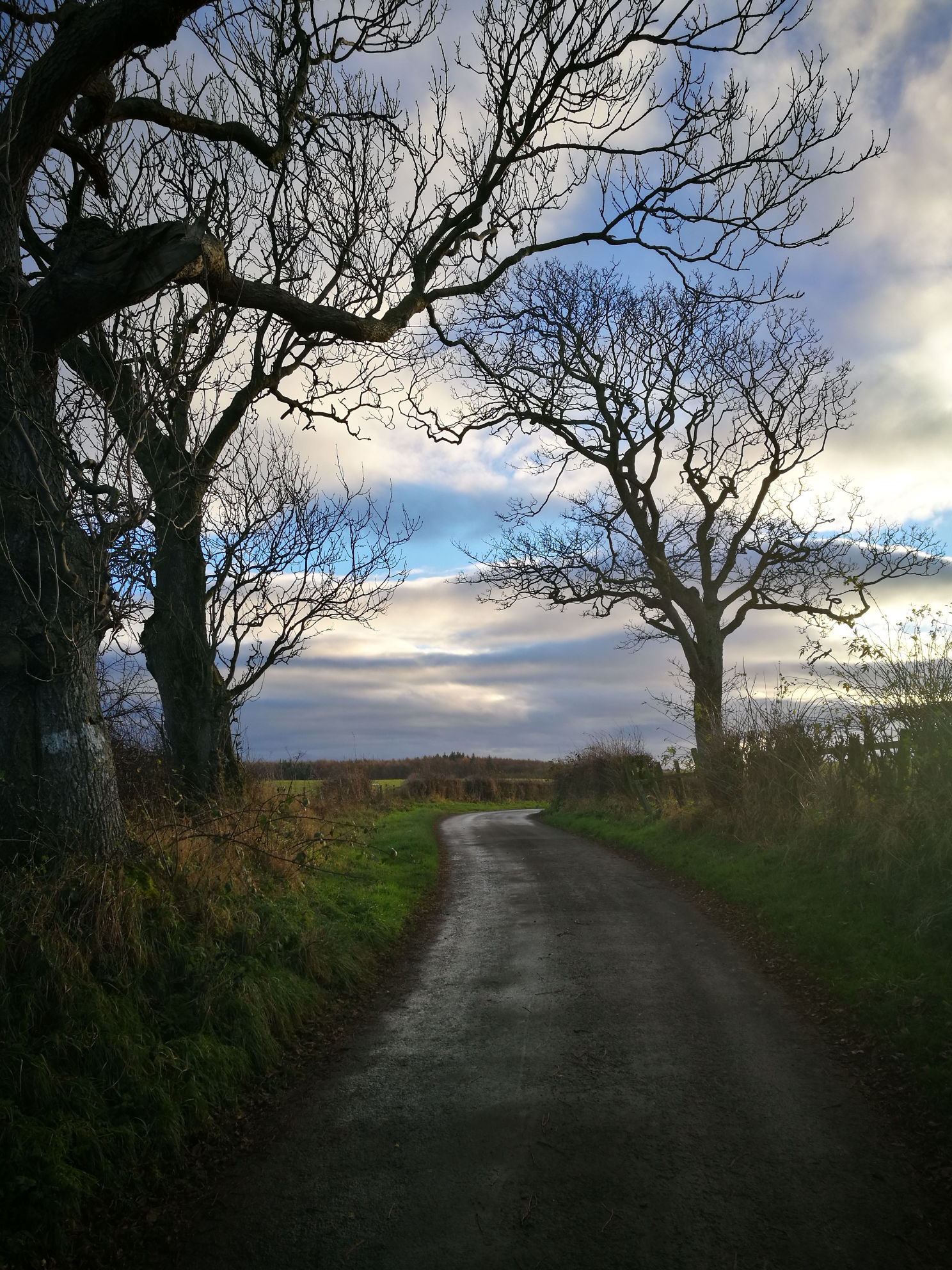 Road, sky and trees