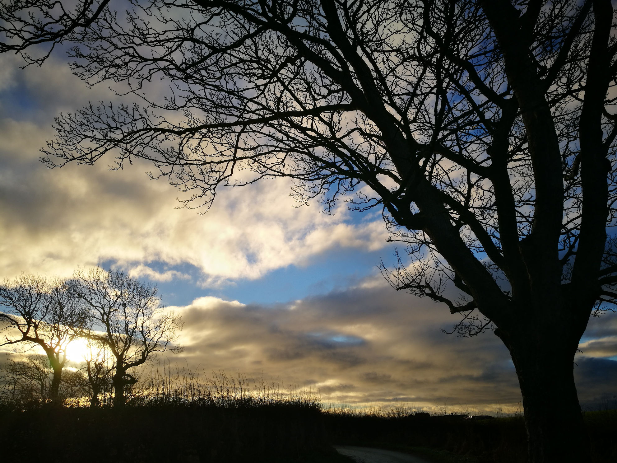 Sky and trees