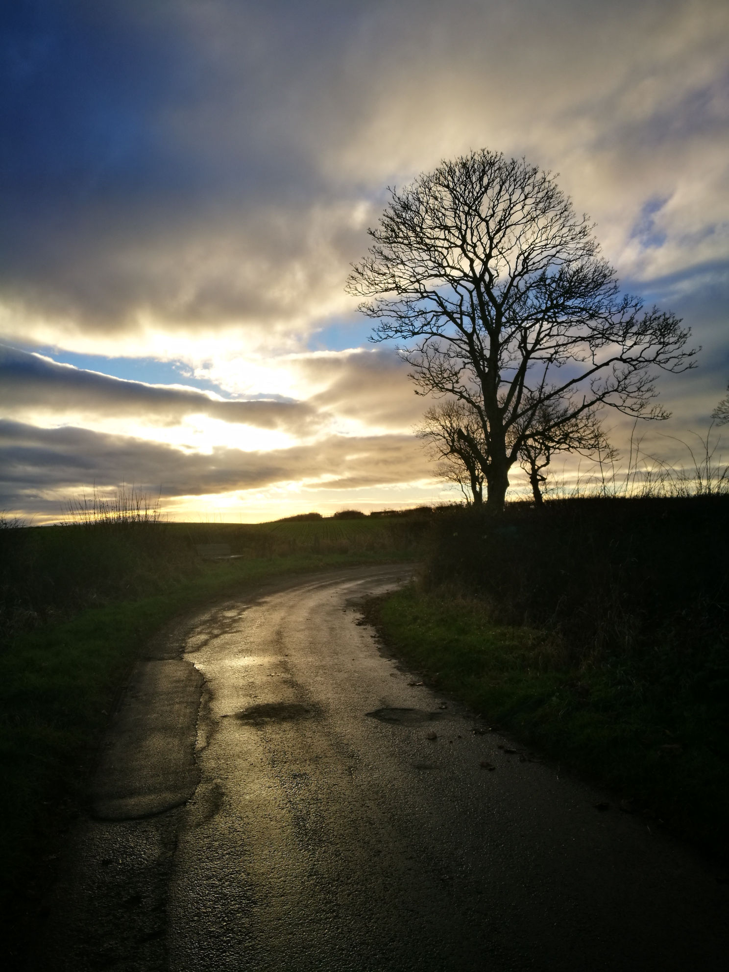 Road, sky and tree