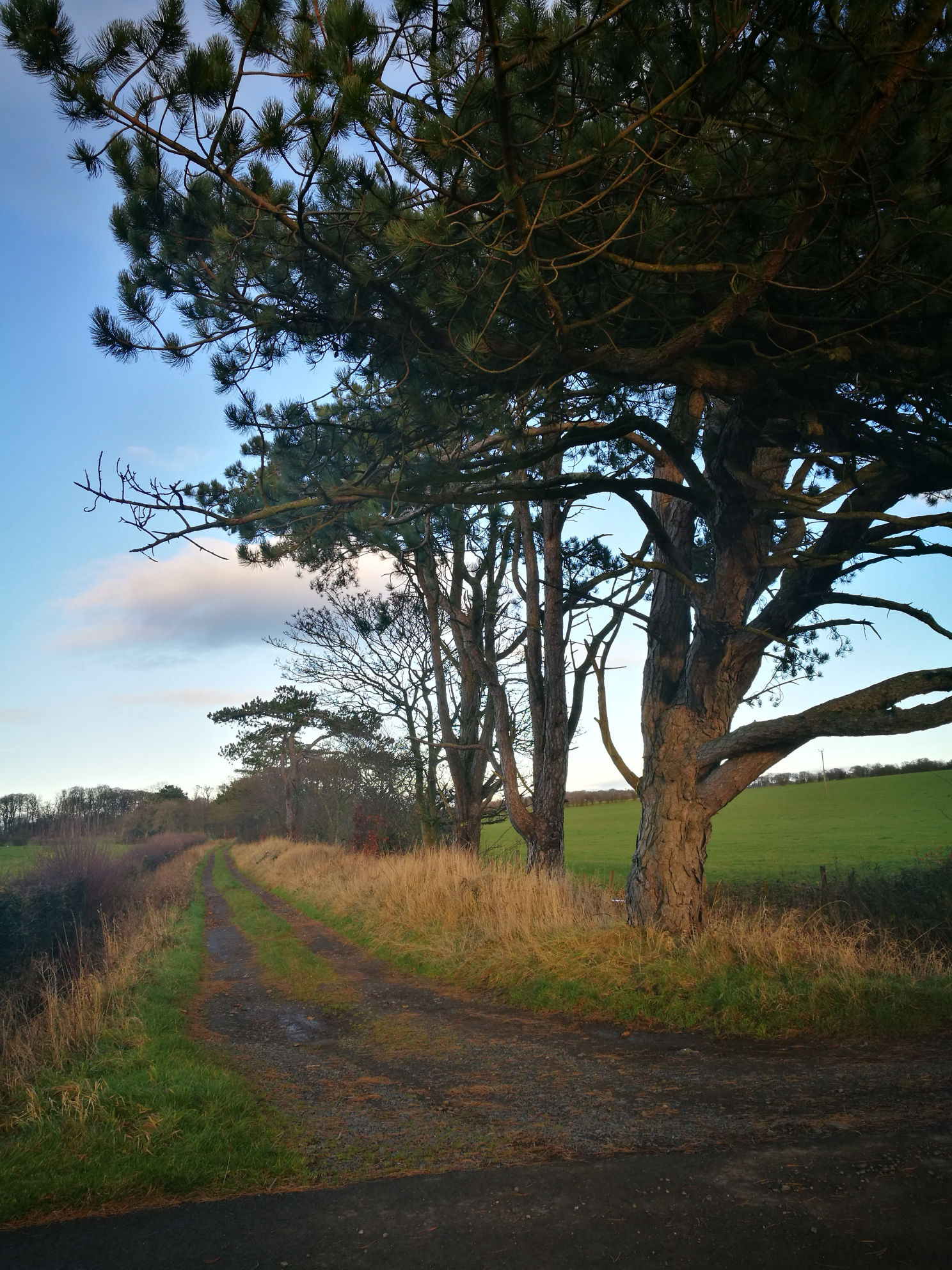 Dirt path, sky and trees