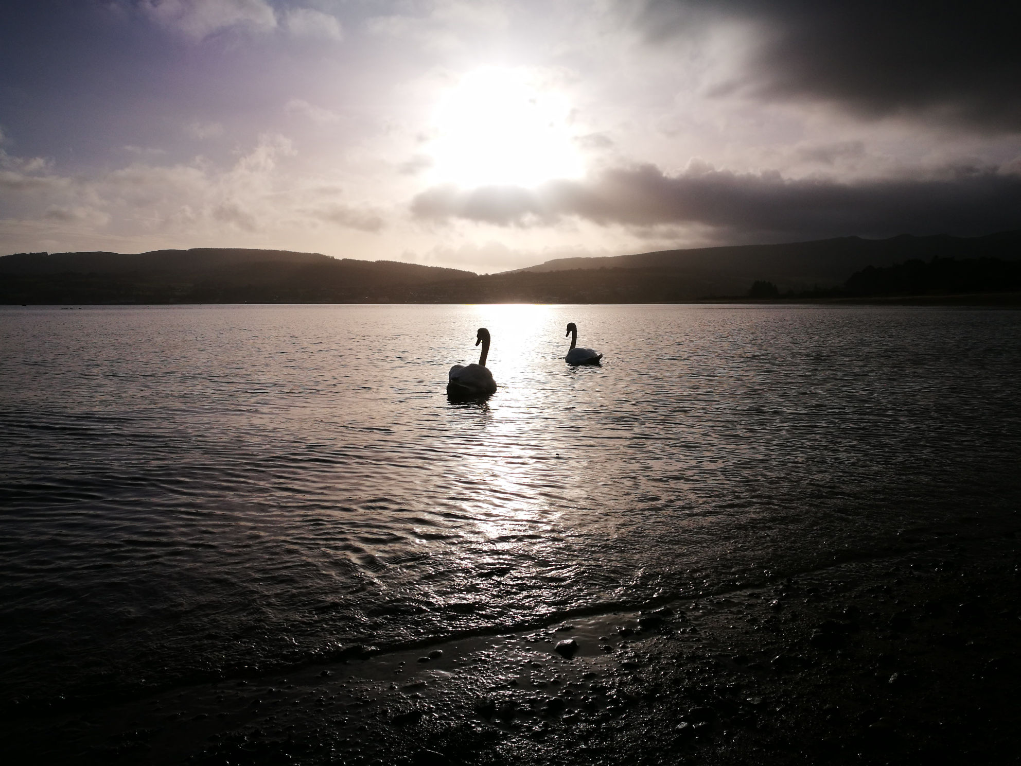 Swans in Brodick Bay