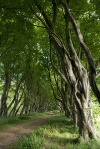 Path going through an avenue of beech trees