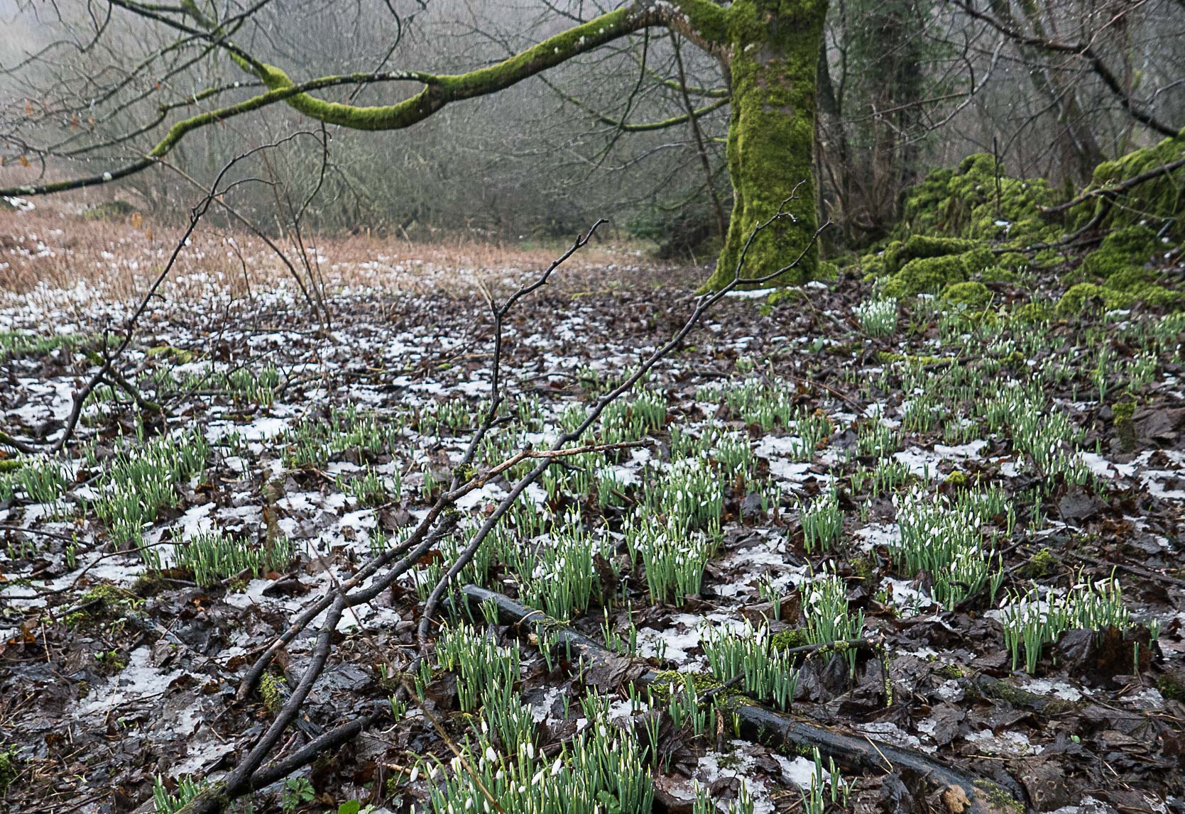 Dundonald (1 of 1)-18