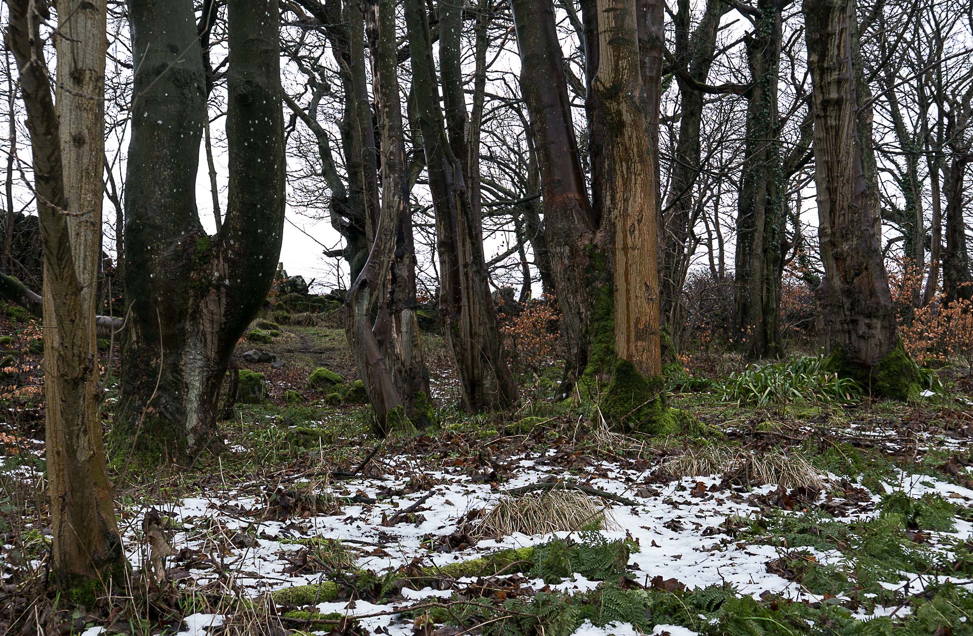 Dundonald (1 of 1)-6