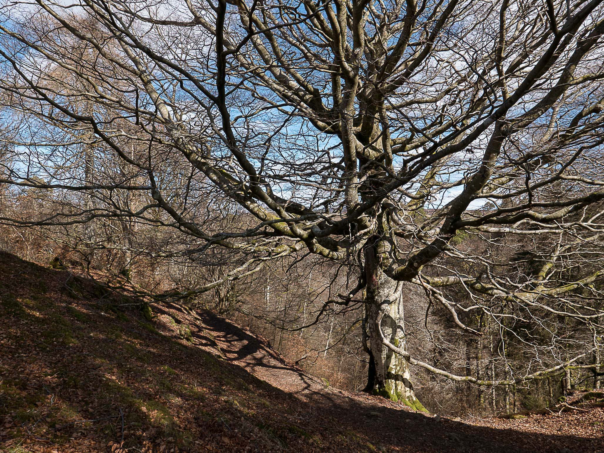Ness Glen walk