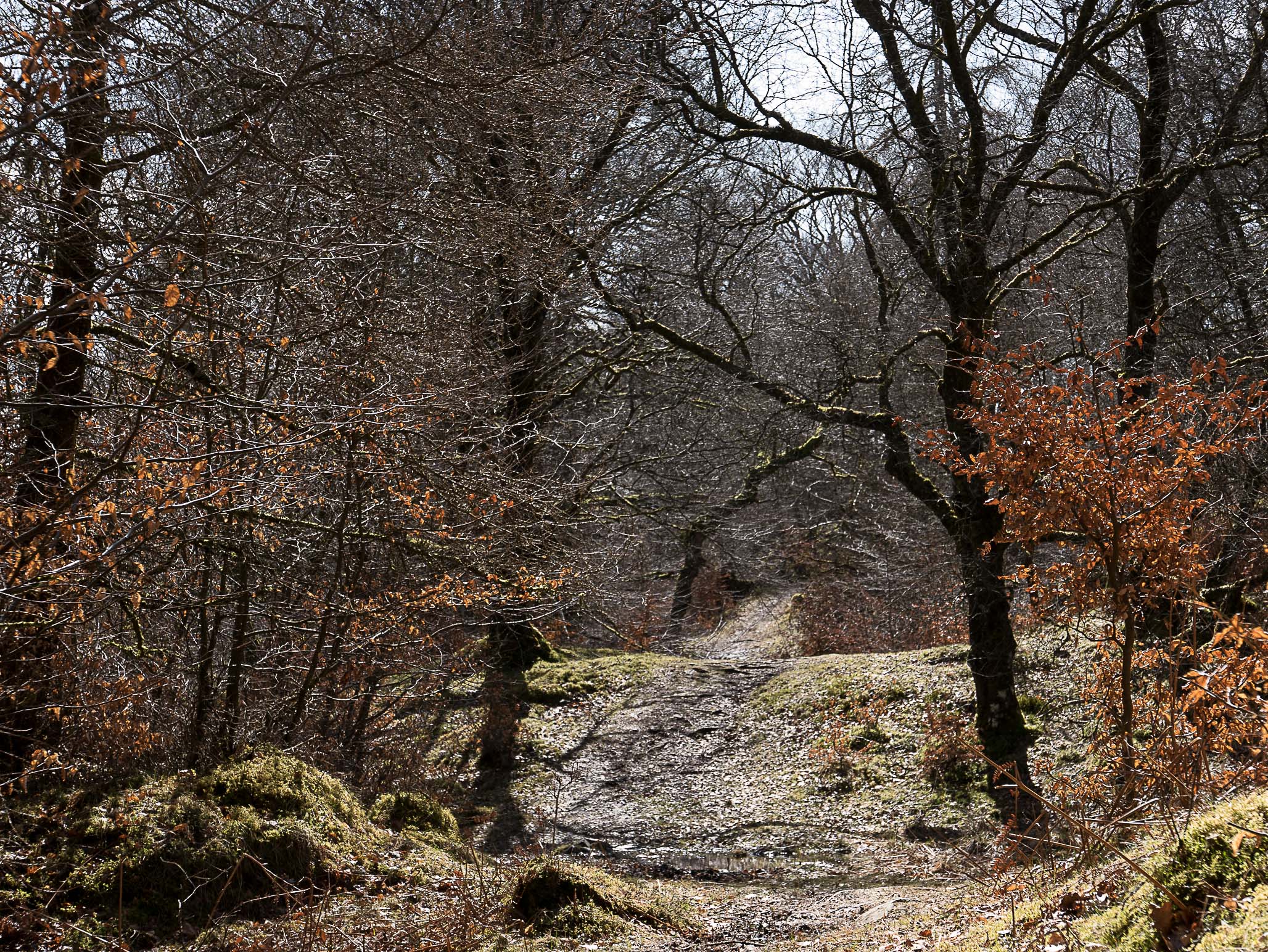 Ness Glen walk