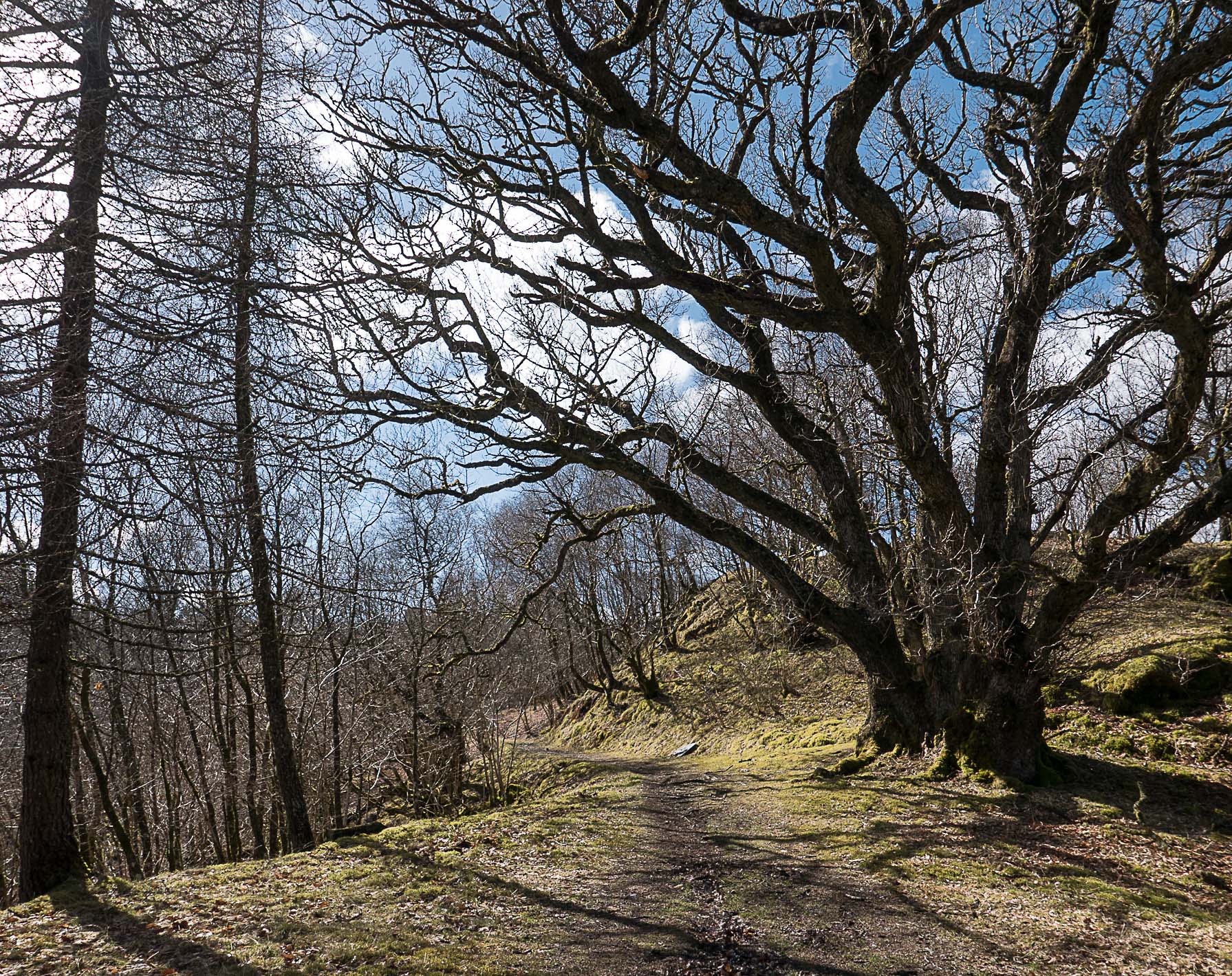 Ness Glen walk