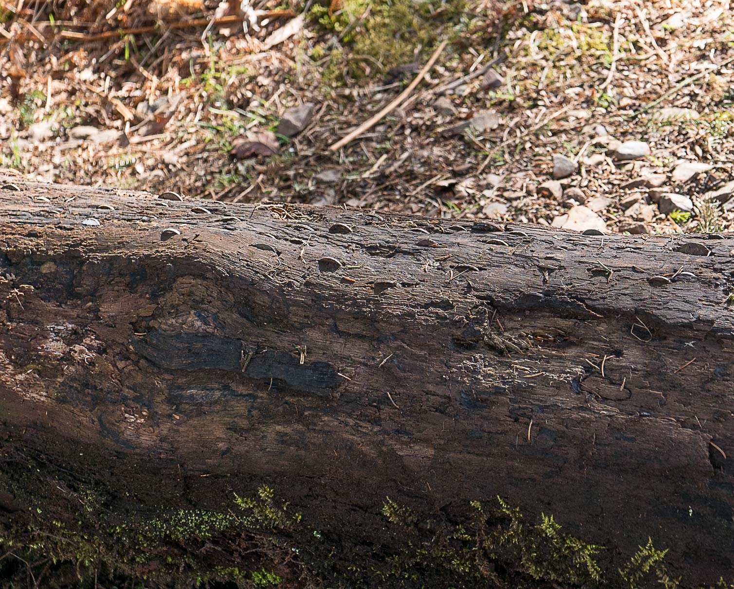 Ness Glen money tree trunk