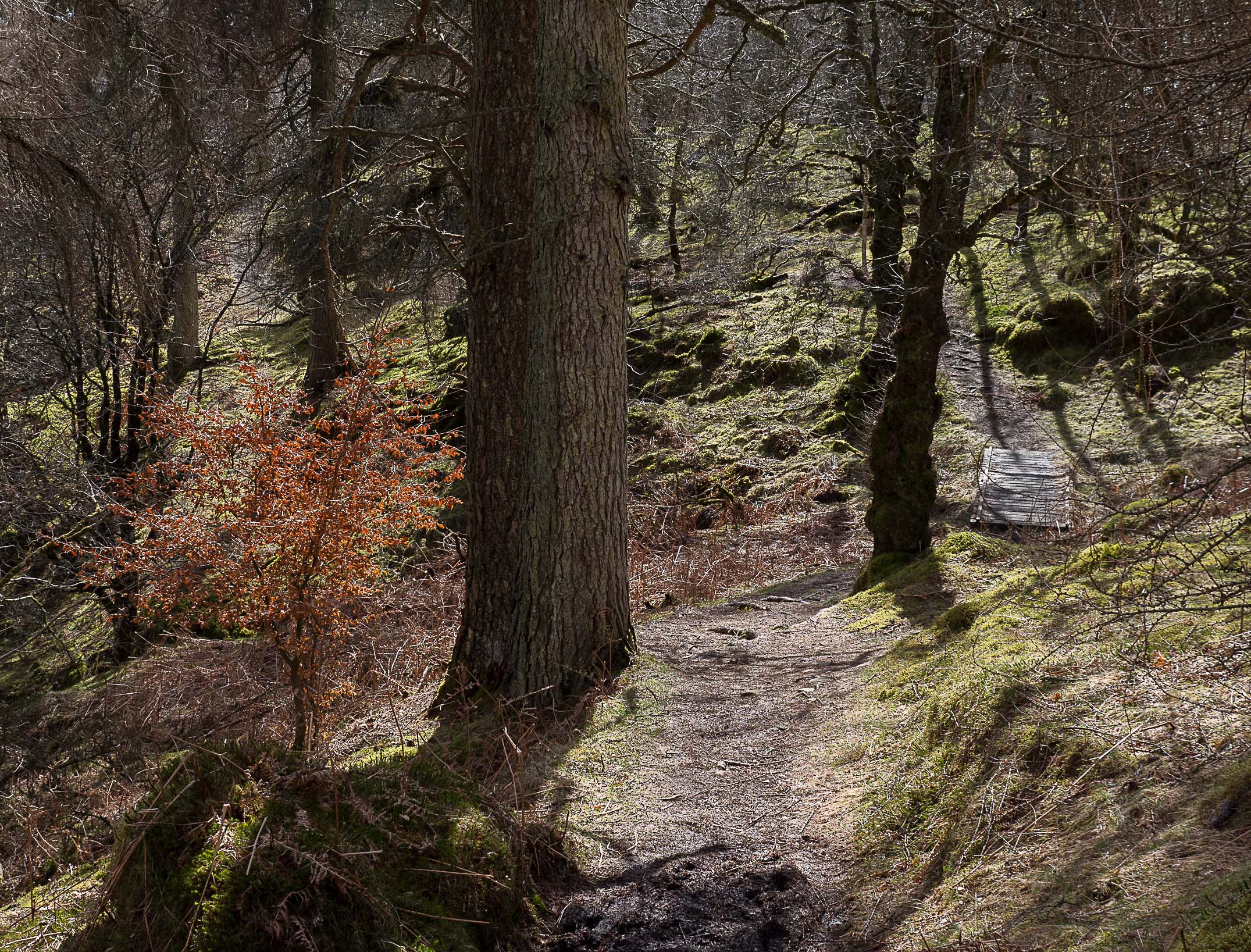 Ness Glen walk