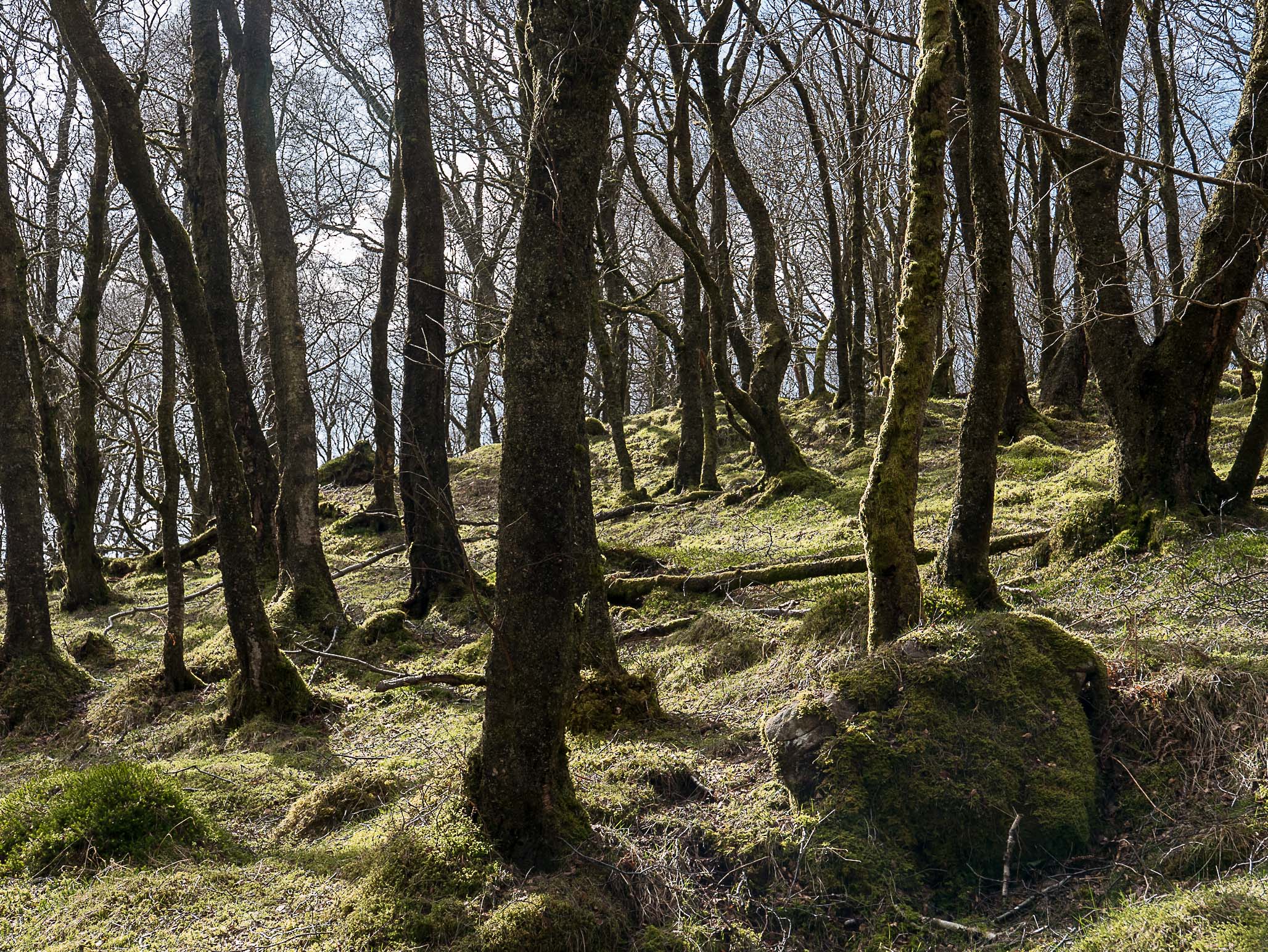 Ness Glen walk