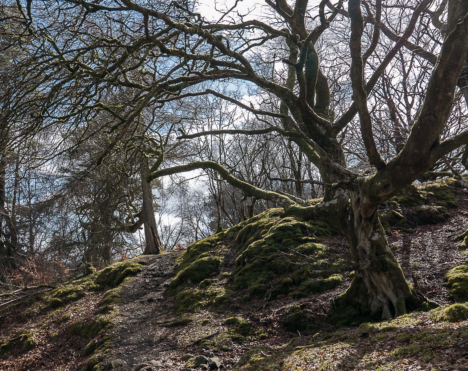 Ness Glen walk