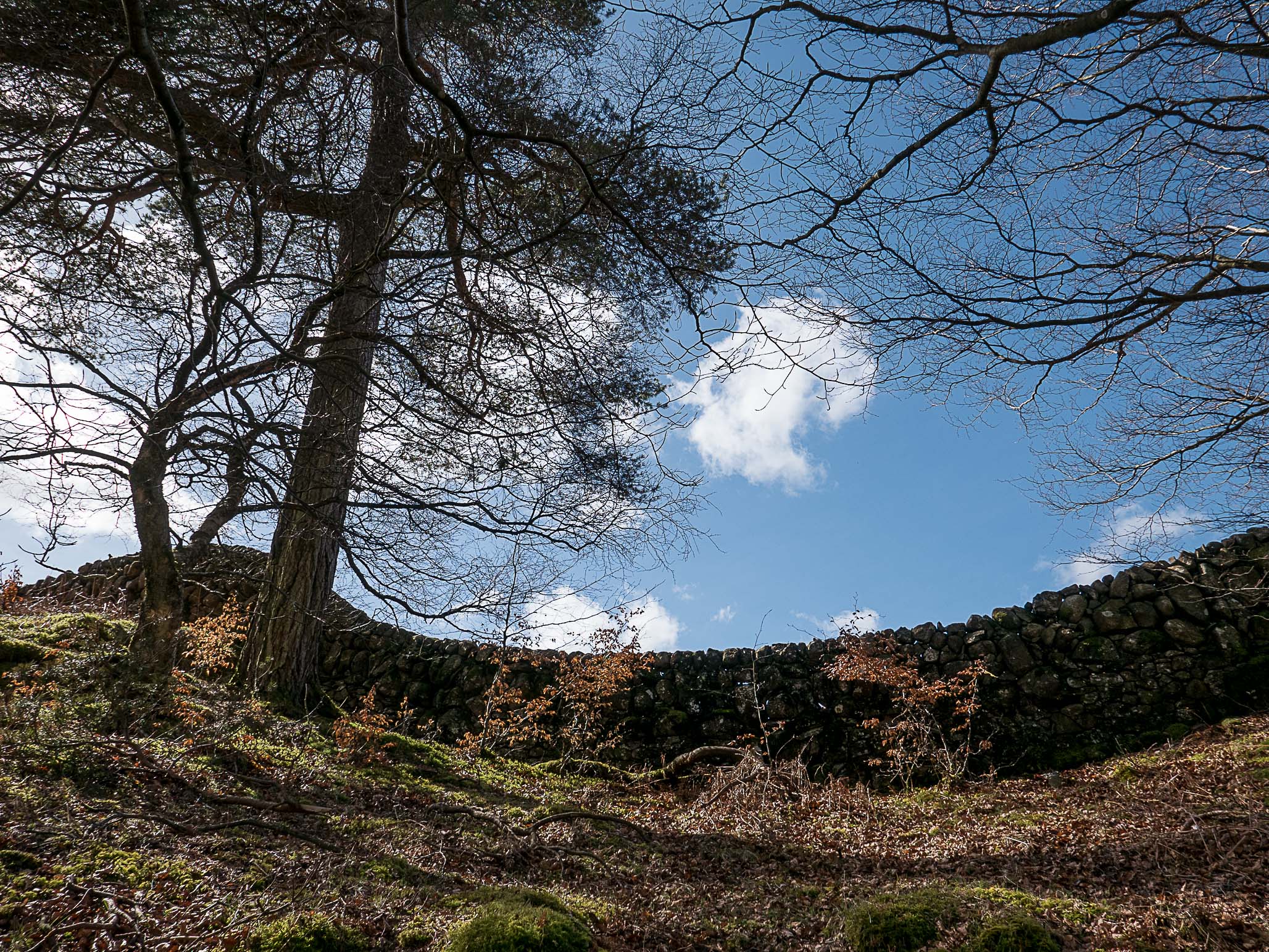 Ness Glen walk