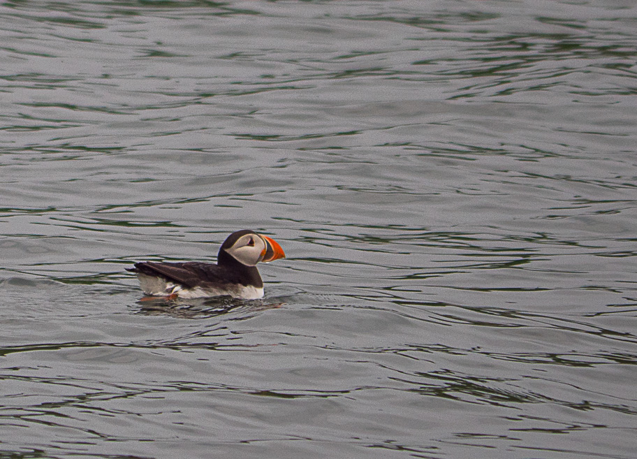 A puffin swimming in the sea