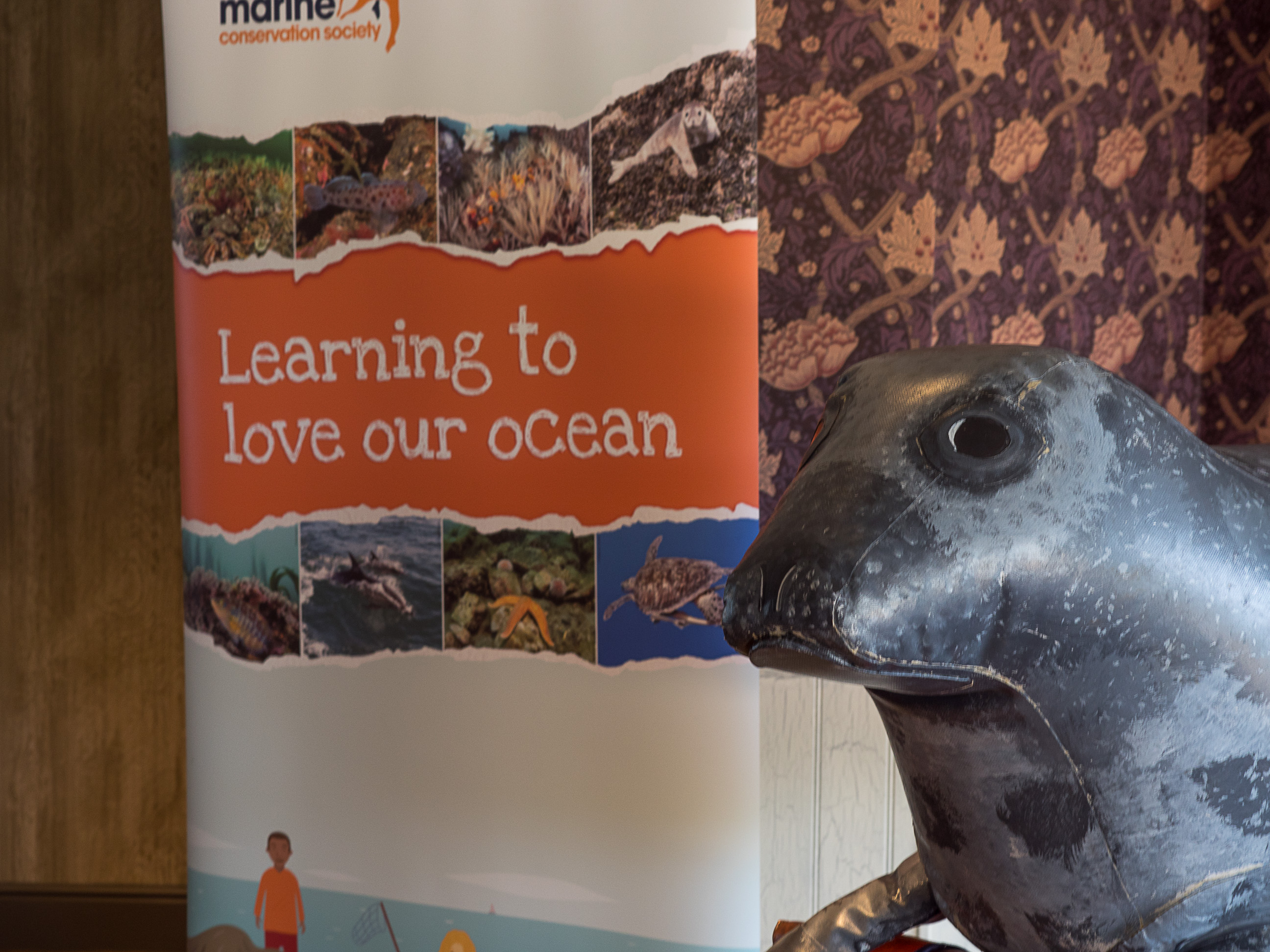 Learning to love our ocean and a sad inflatable seal