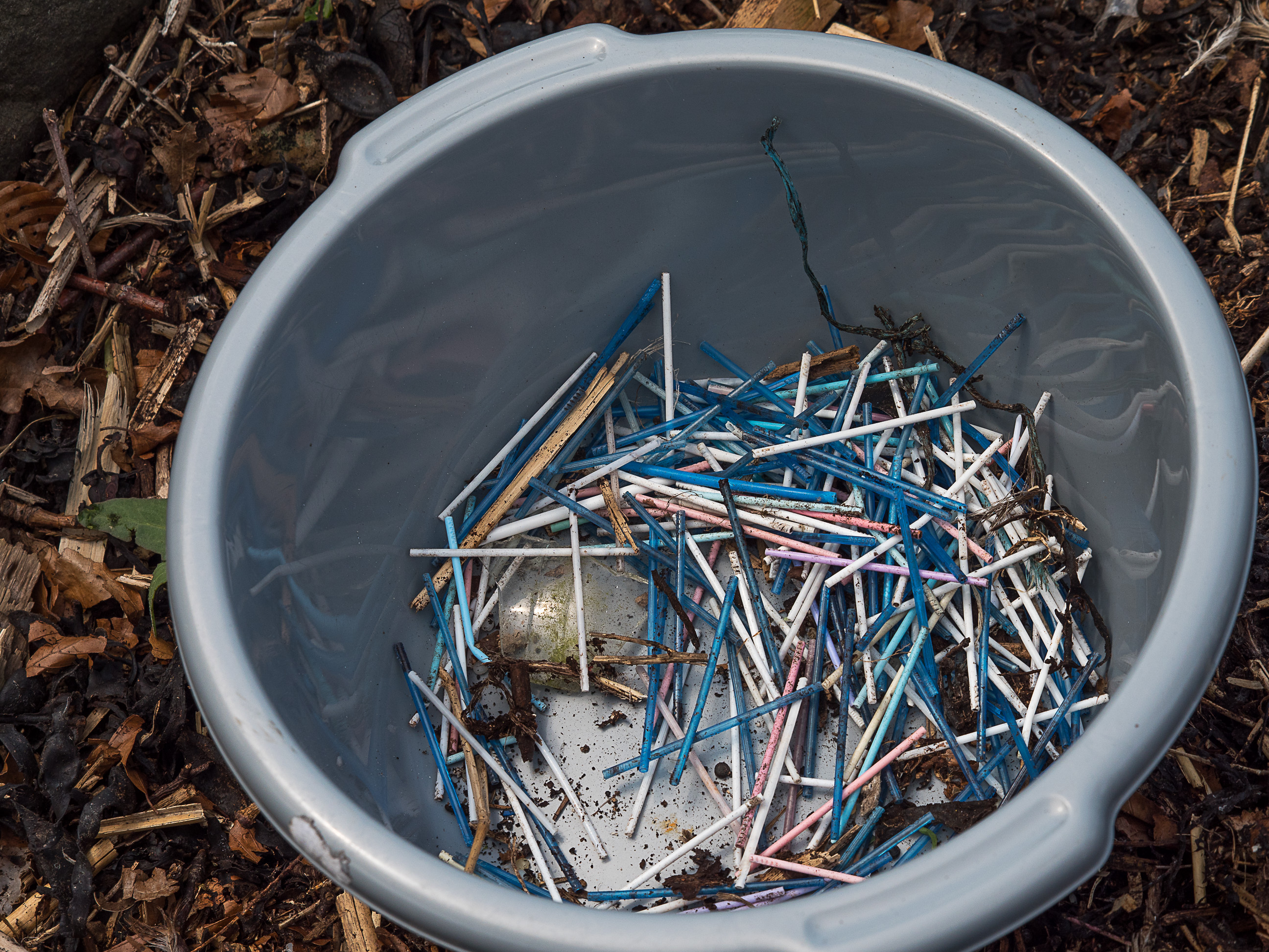 Plastic cotton buds found on a rocky shore
