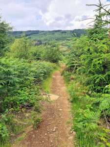 Path with green trees and fern on both sides