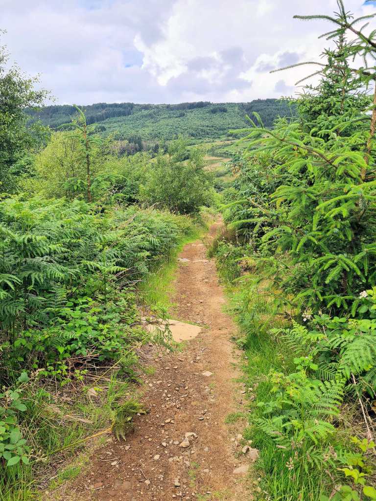 Path with green trees and fern on both sides