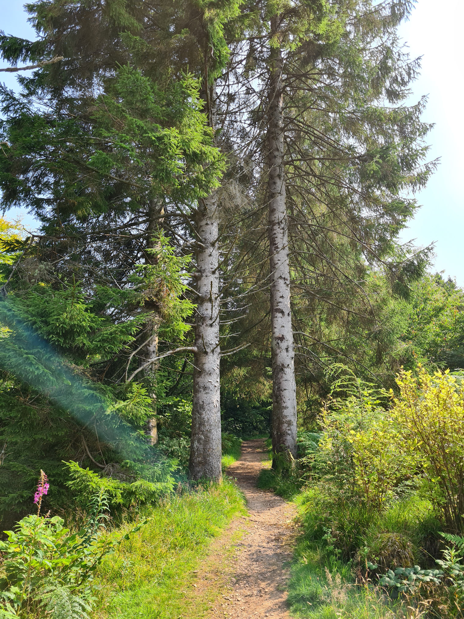 Path through the woods