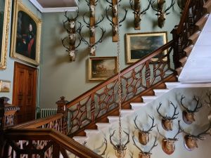 Beautiful wooden staircase with pictures and stag heads