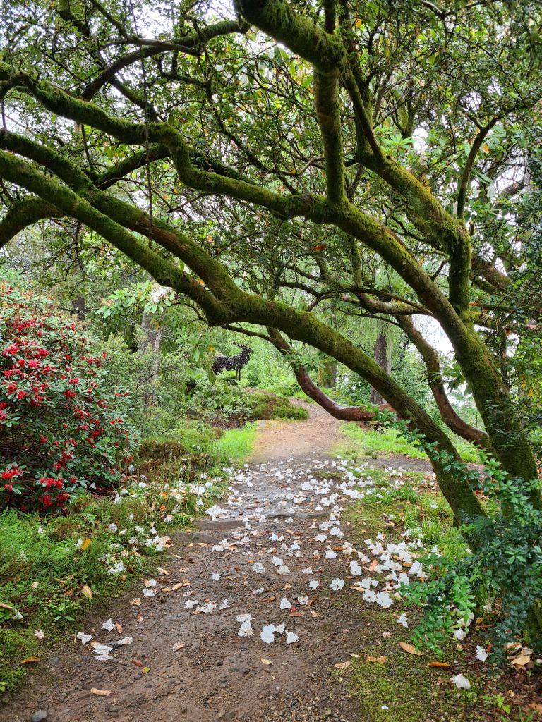 Path with trees and shrubs