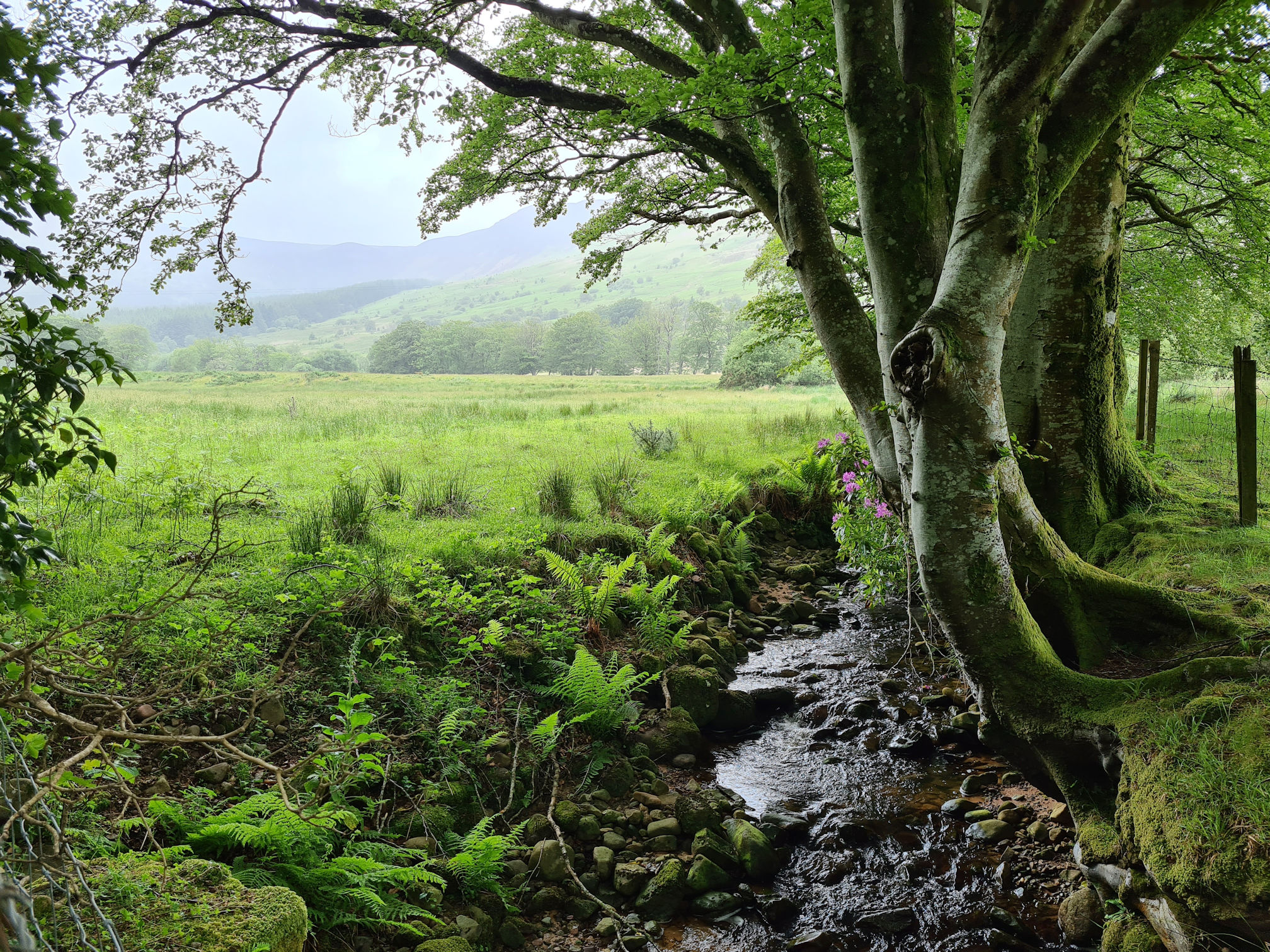 Trees, burn, fields and hills