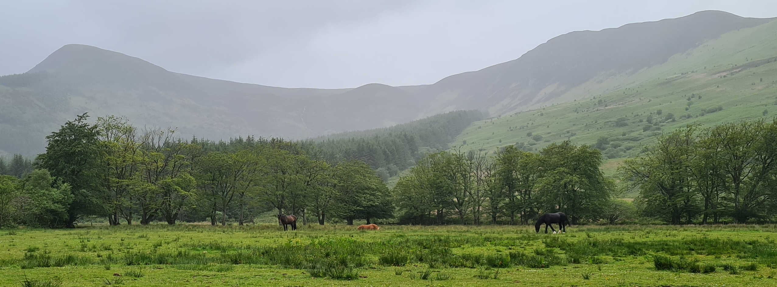 Green fields, horses, trees and hills
