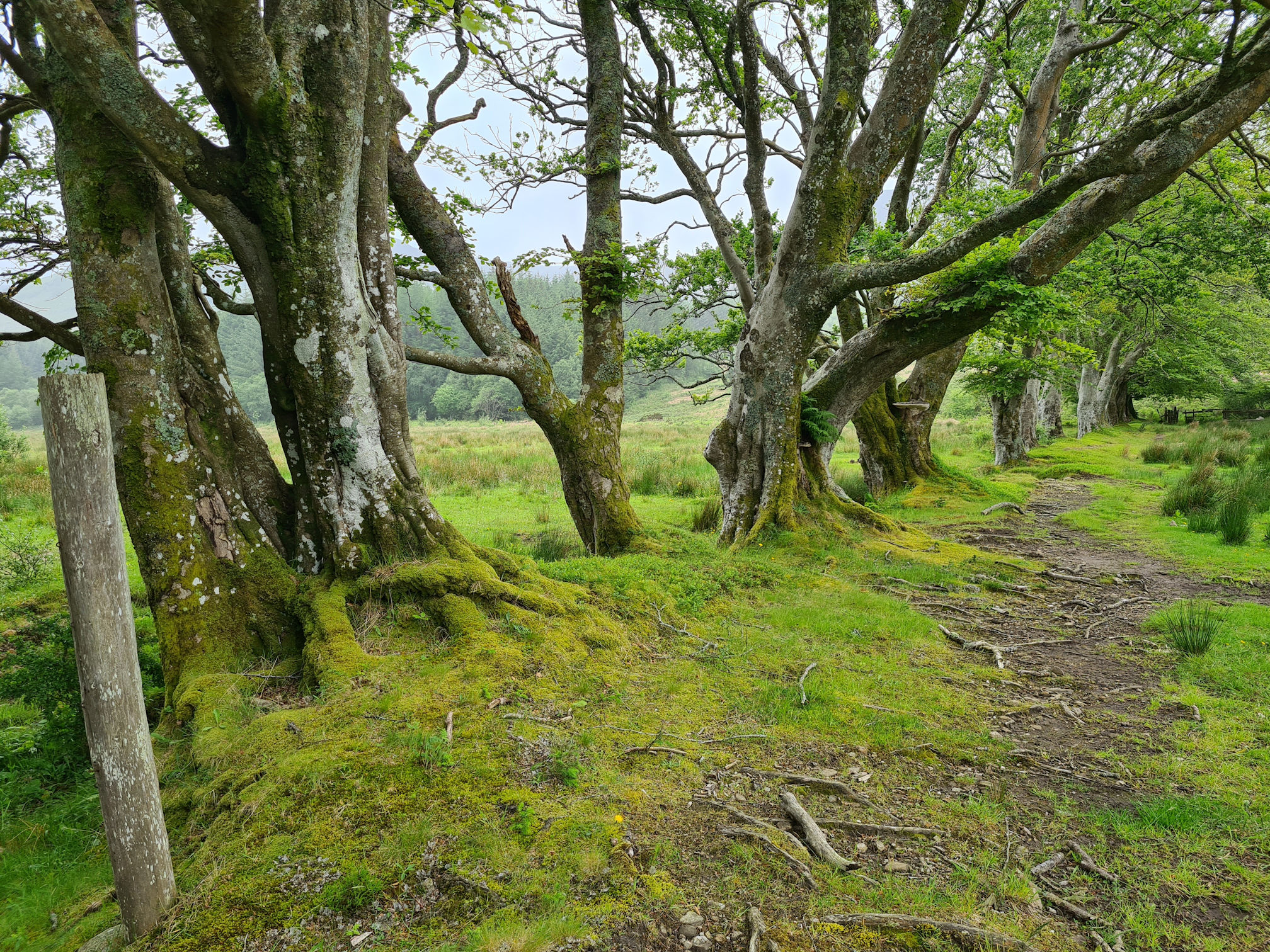 Beech trees in a field