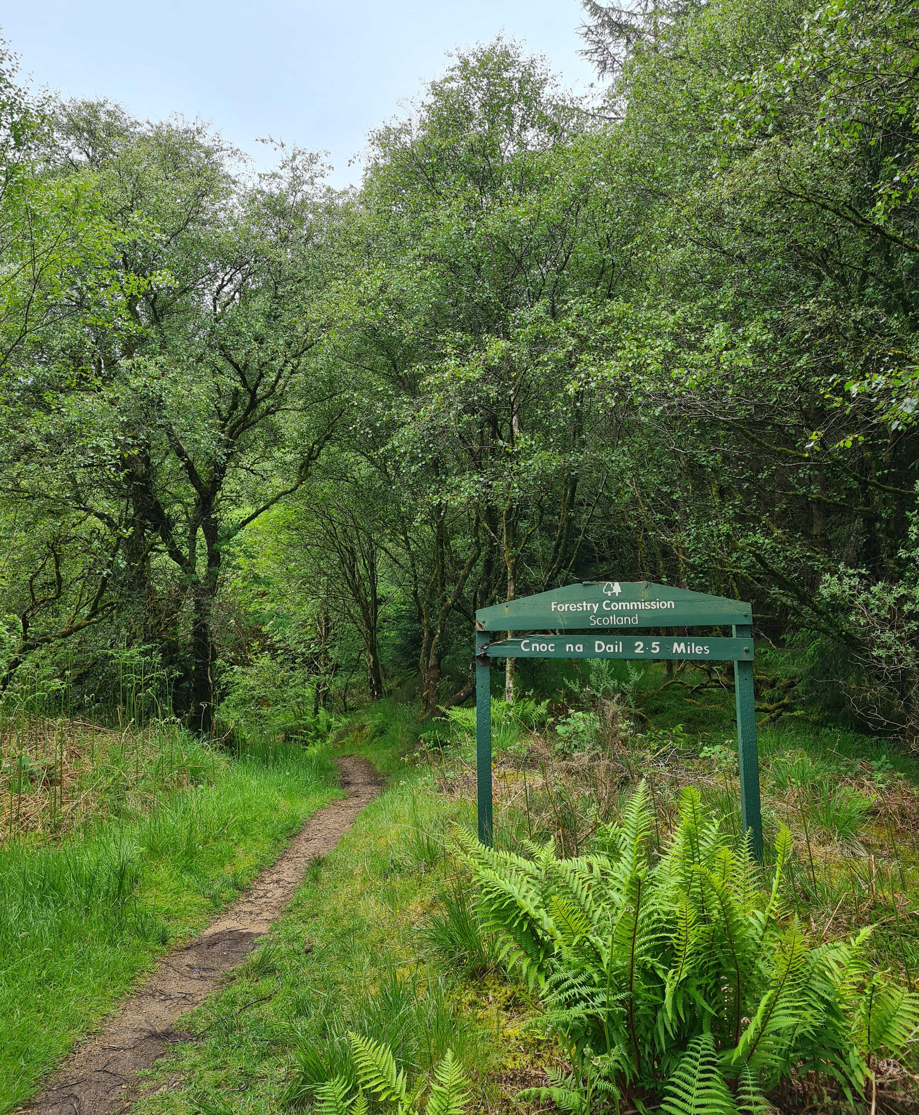 Path, trees, fern and a sign post to Cnoc na Dail 2.5 miles
