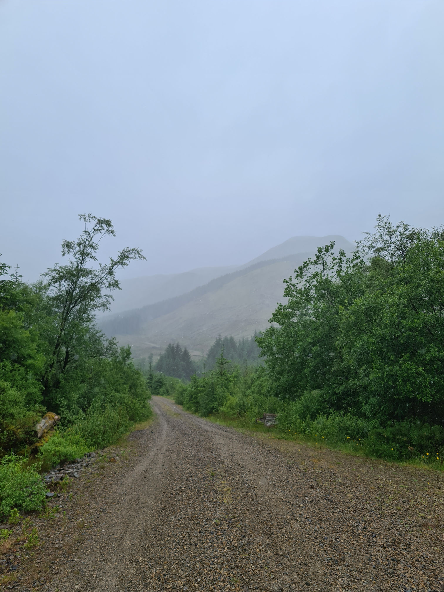 Forestry road with trees and hills in the distance