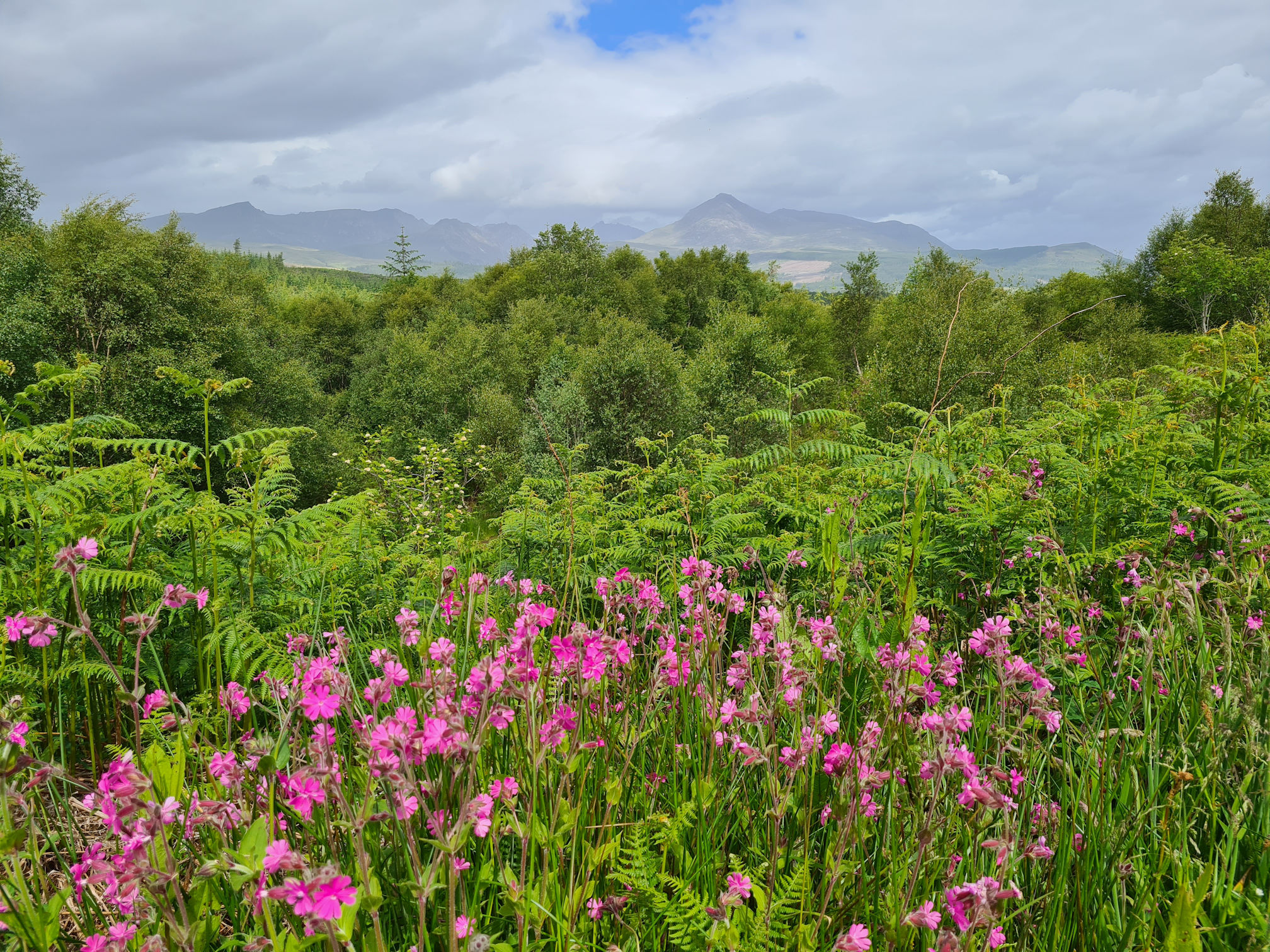 Pink campion flowers, fern trees and the Arran mountains