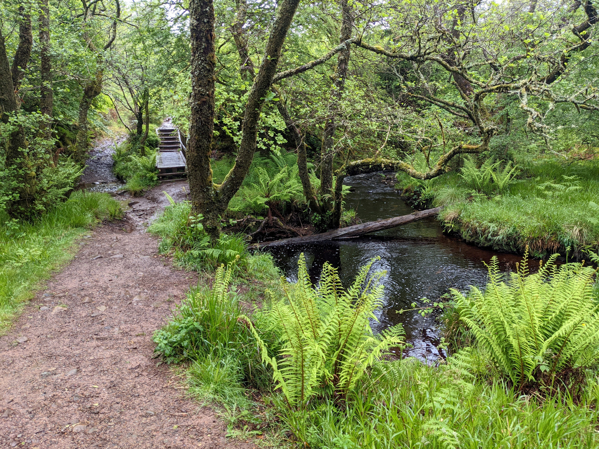 Path, trees, fern, water and bridge