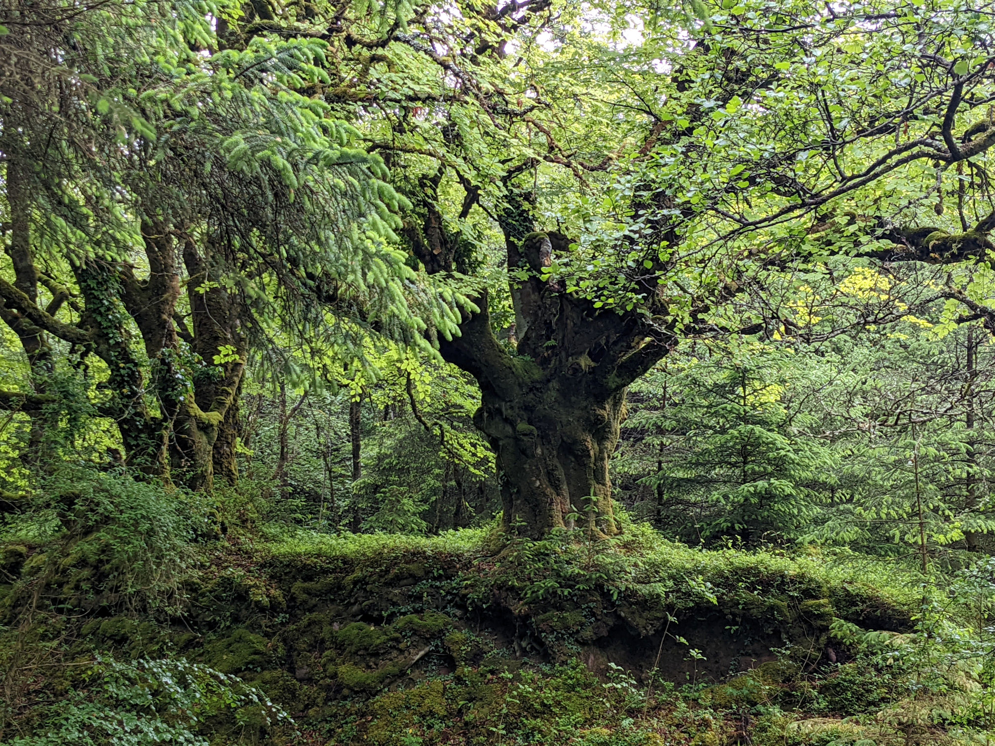 Old tree with roots and green moss