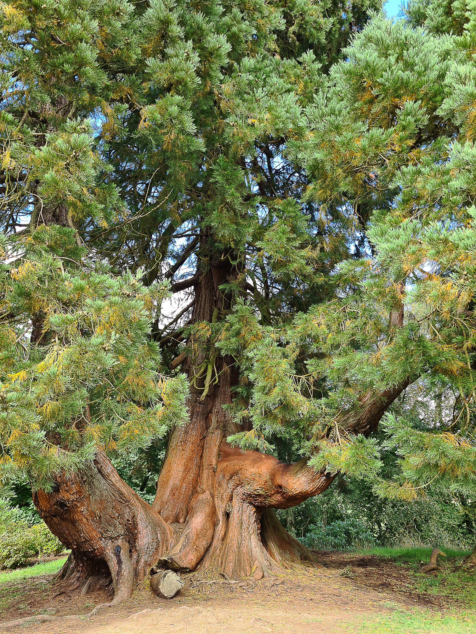 Giant Redwood Tree