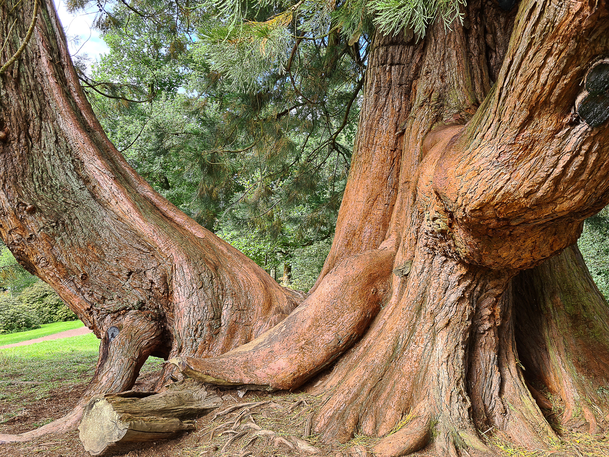 Giant Redwood Tree