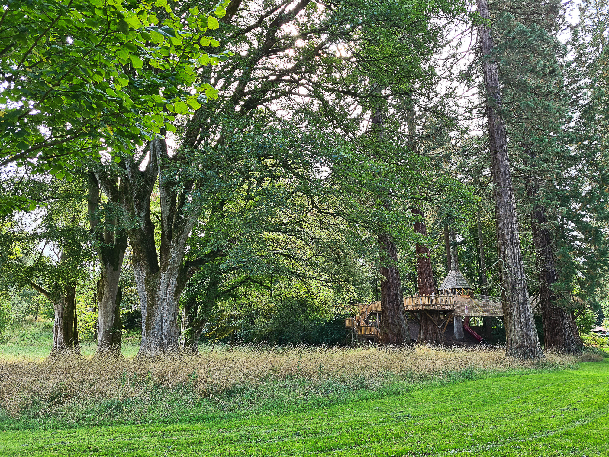 Woodland adventure playground set among the Redwood Trees