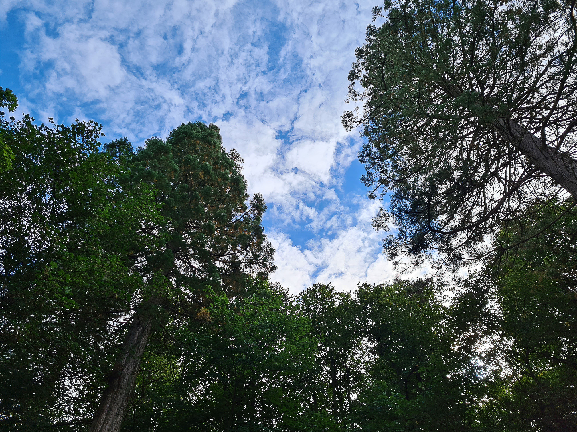 Blue sky, white clouds and trees