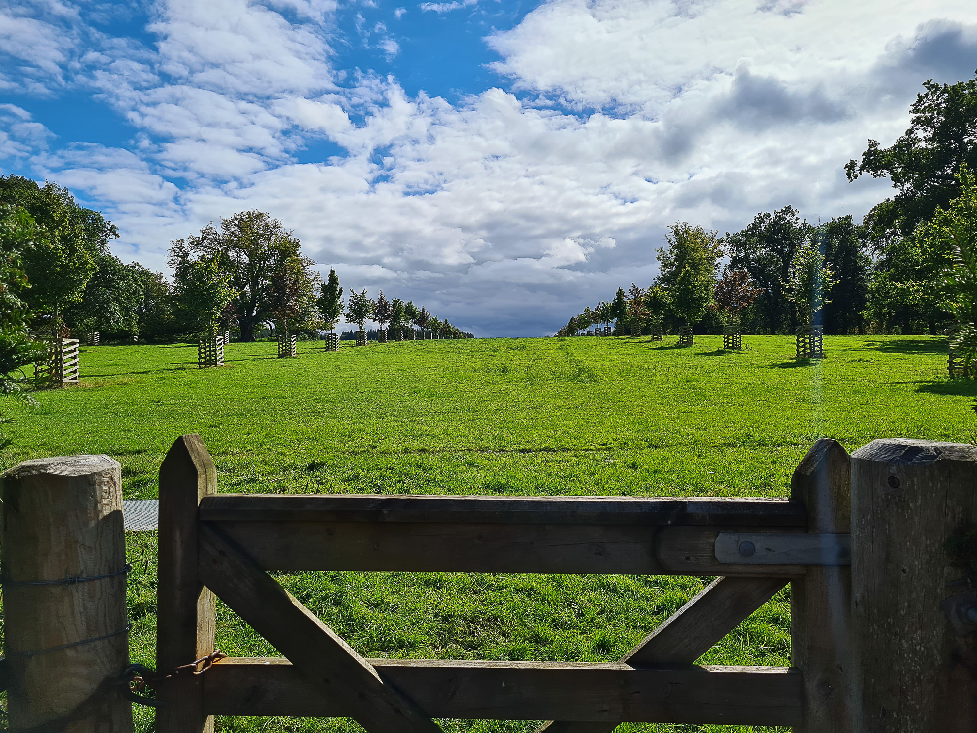 The Ivory Avenue, young planted trees forming an avenue