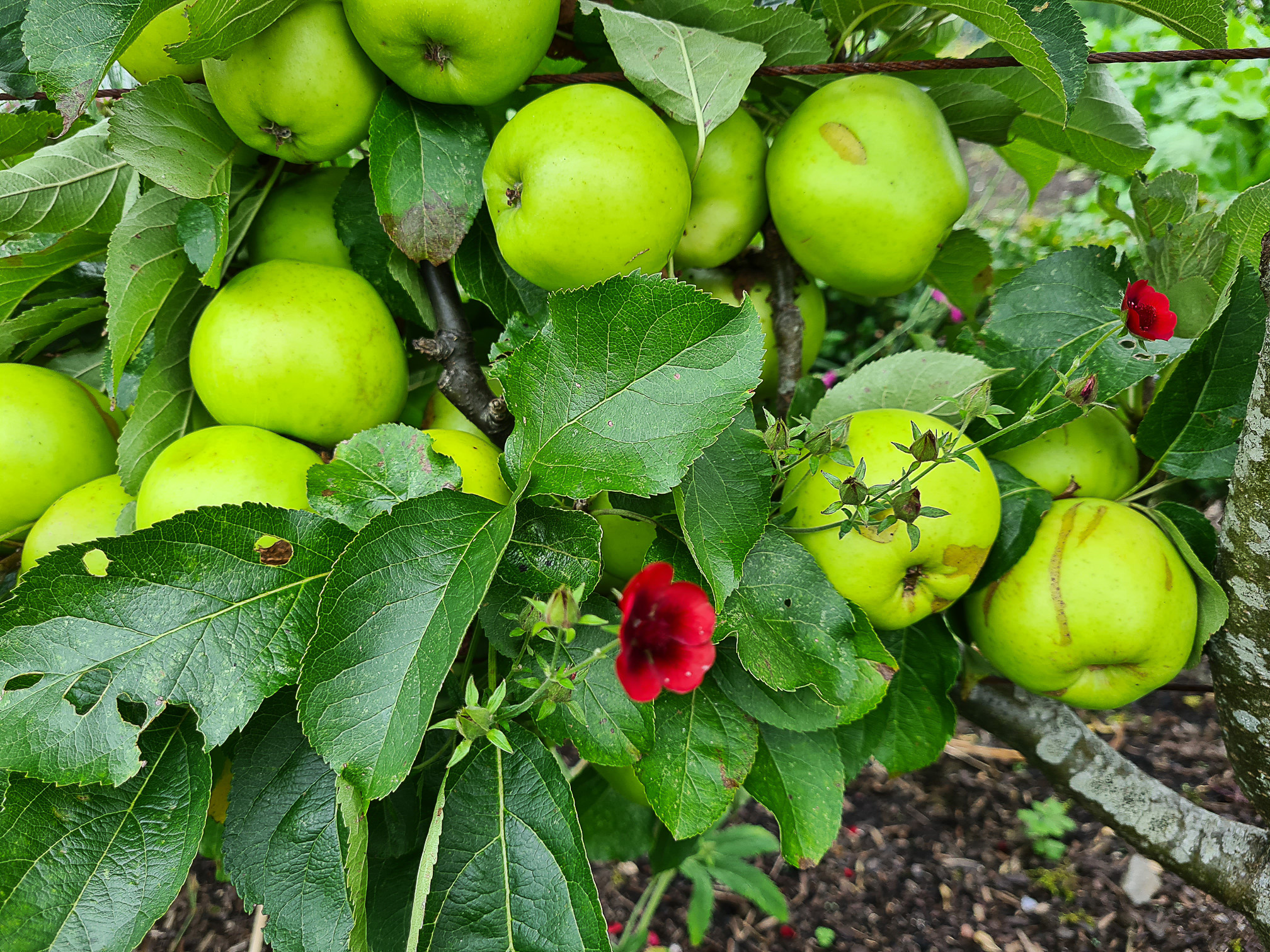 Green apples and a red flower