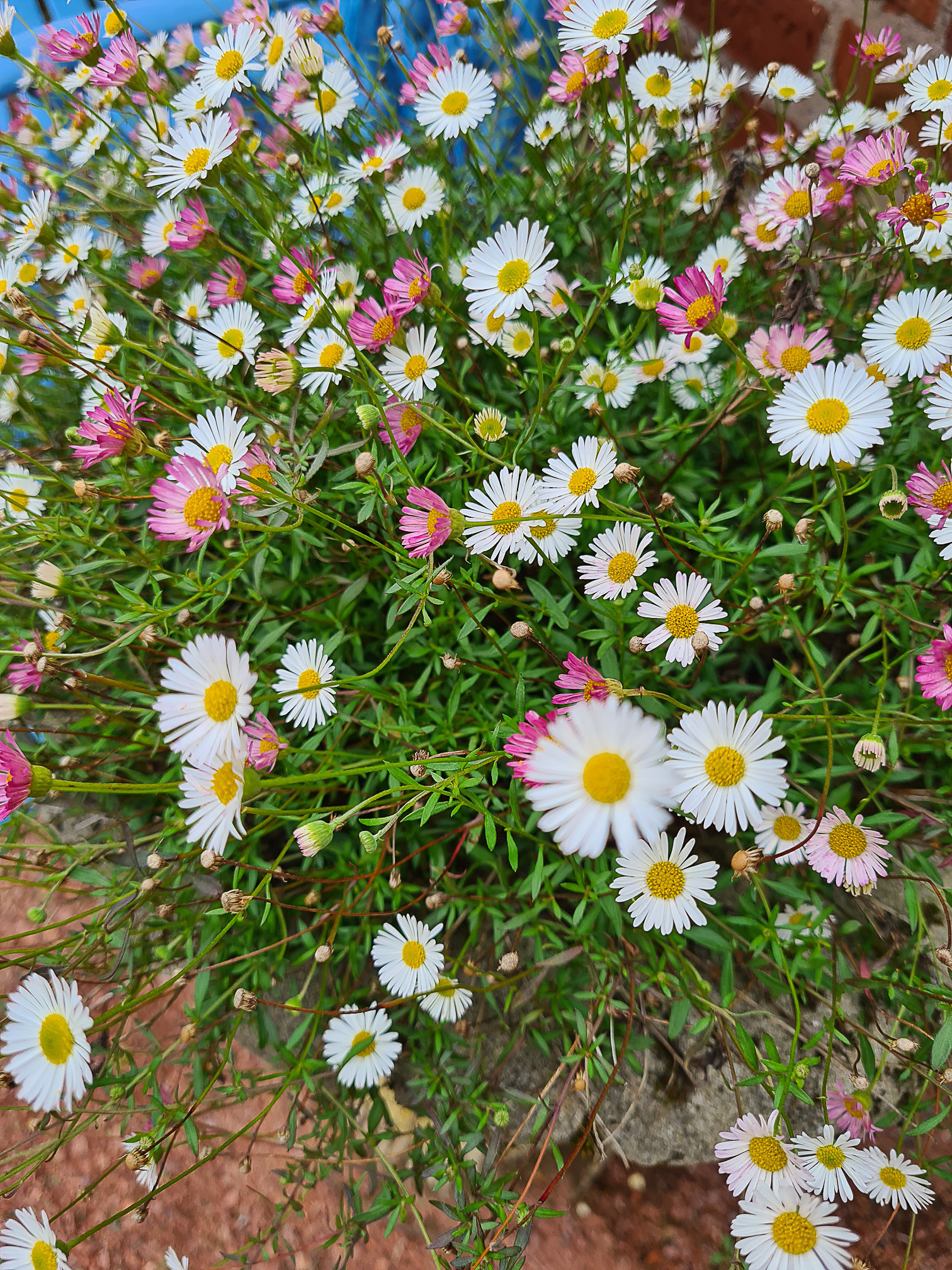 Pink and white daisies