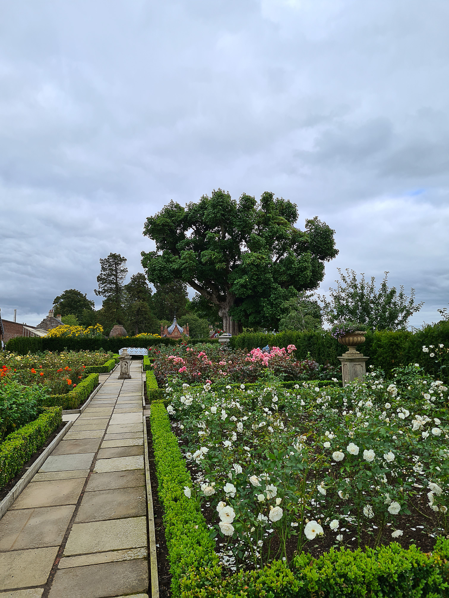 The Rose Garden