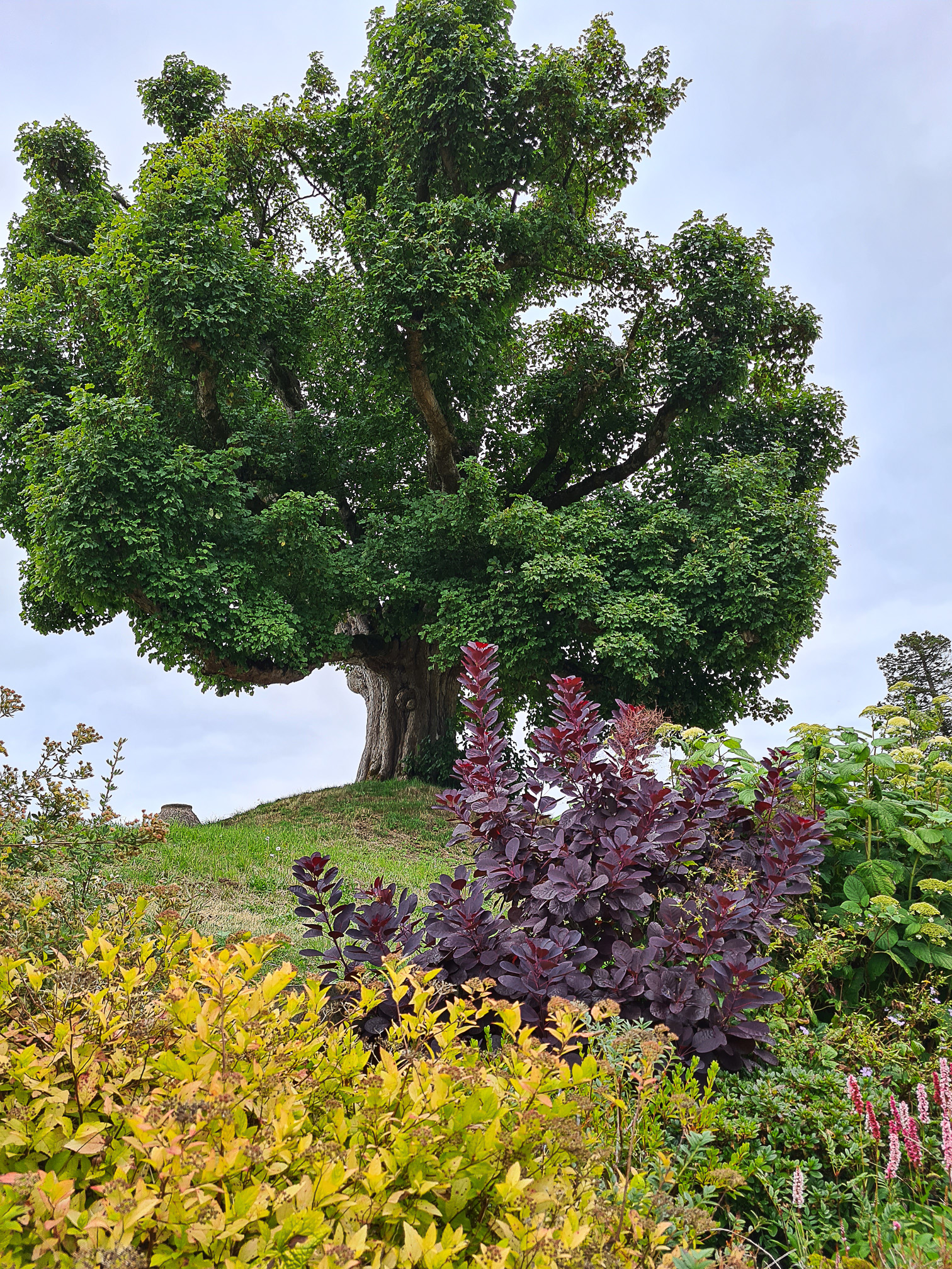 Large old Sycamore Tree