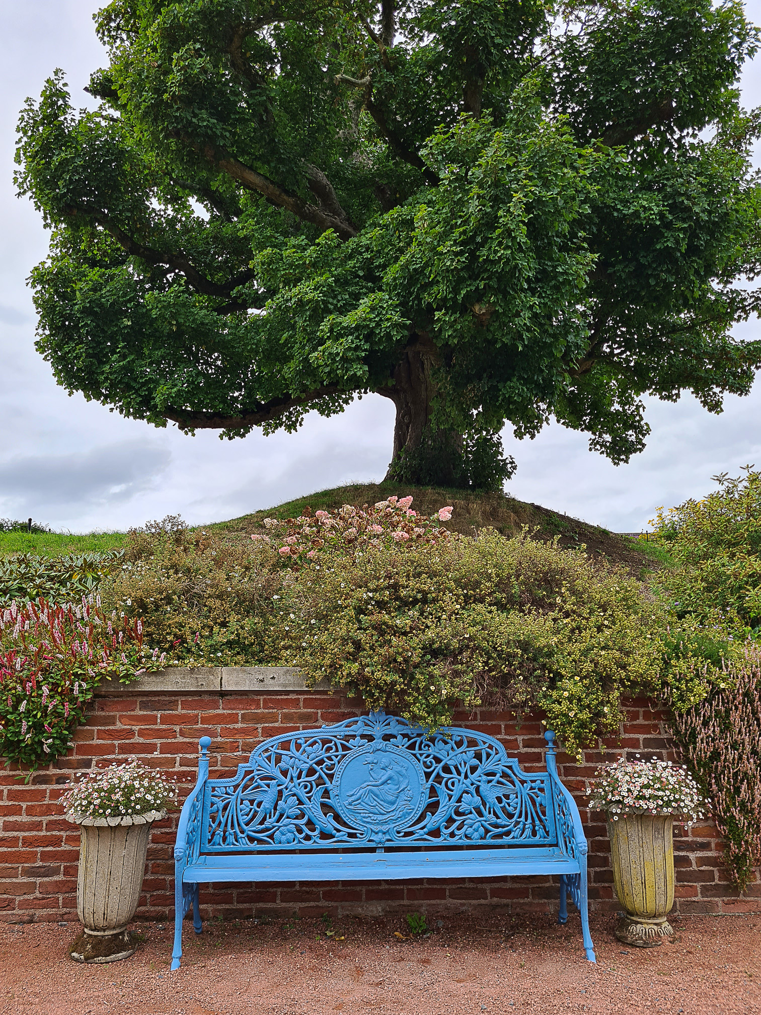 Blue bench and large old Sycamore Tree