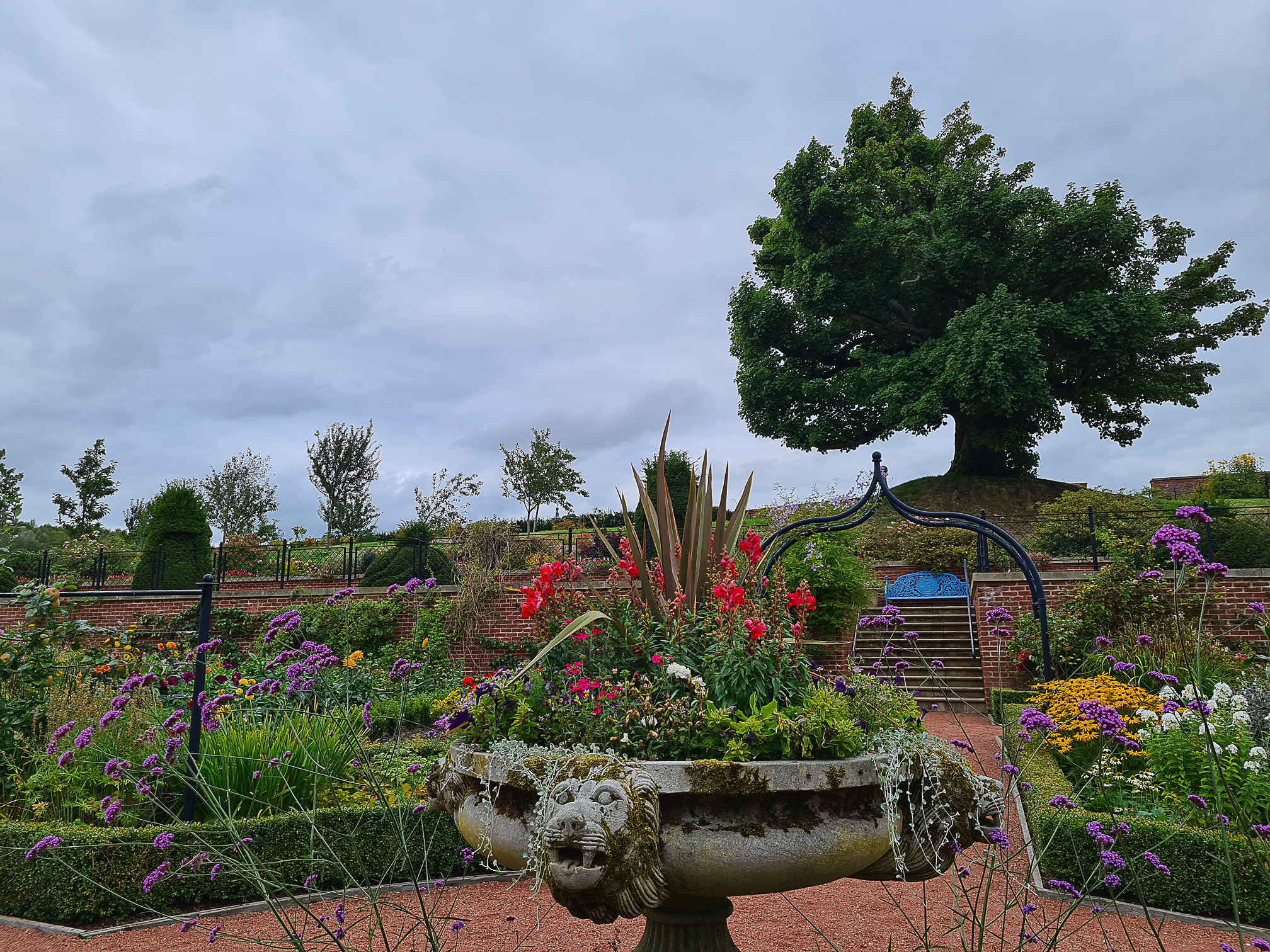 Garden and Sycamore Tree