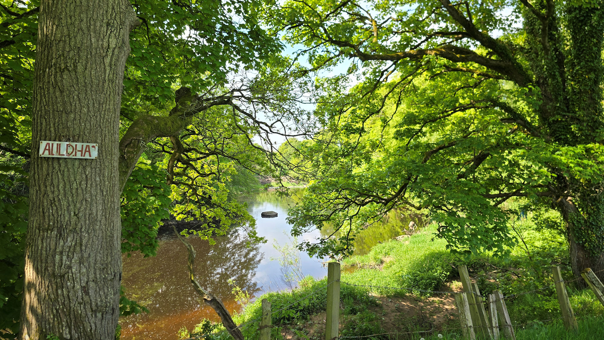 Tree with a sign saying "Auldha" and the river ahead